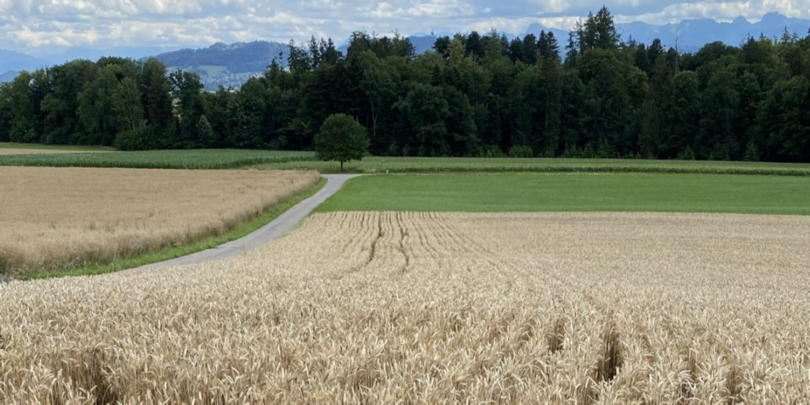 Getreide in weiter Reihe